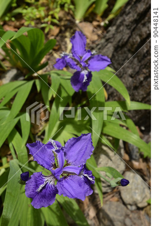 上郡神社（合成神社）第一（Tobio） 90448141
