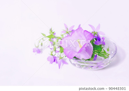 Purple Campanula Medium and Campanula Alpine Blue in a glass bowl 90448301