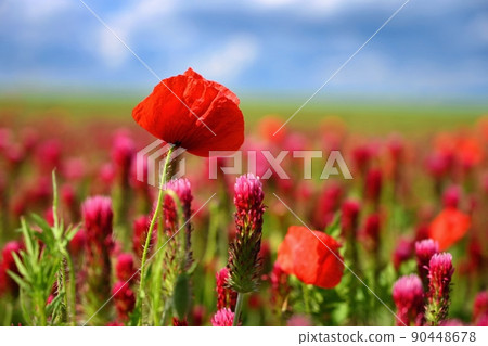 Summer nature - concept. Beautiful landscape with red poppy flowers and sunny day with blue sky. Summer nature - concept. Beautiful landscape with red poppy flowers and sunny day with blue sky. 90448678
