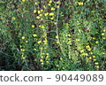 gardening home. Girl replanting green pasture in home garden.indoor garden,room with plants banner Potted green plants at home, home jungle,Garden room gardening, Plant room, Floral decor. 90449089