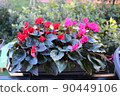 gardening home. Girl replanting green pasture in home garden.indoor garden,room with plants banner Potted green plants at home, home jungle,Garden room gardening, Plant room, Floral decor. 90449106
