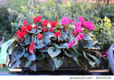 gardening home. Girl replanting green pasture in home garden.indoor garden,room with plants banner Potted green plants at home, home jungle,Garden room gardening, Plant room, Floral decor. 90449106