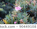 gardening home. Girl replanting green pasture in home garden.indoor garden,room with plants banner Potted green plants at home, home jungle,Garden room gardening, Plant room, Floral decor. 90449108