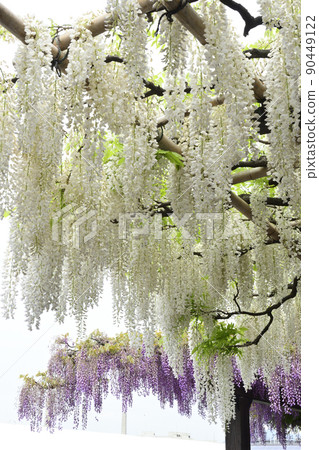 鳥羽富士白花富士 鳥羽富士白花富士 90449122