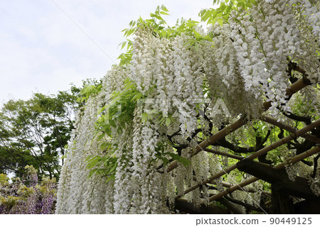 Toba no Fuji Shirobana Fuji 90449125