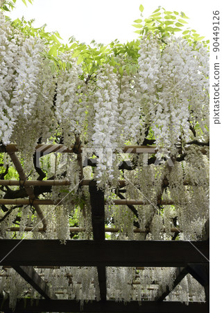 Toba no Fuji Shirobana Fuji 90449126