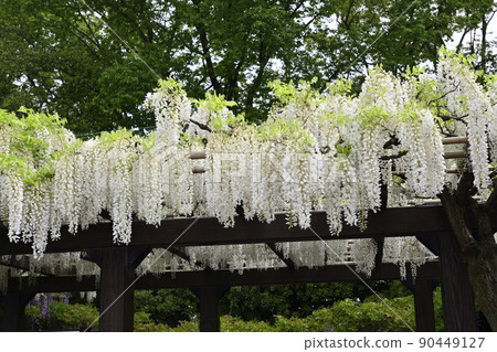 Toba no Fuji Shirobana Fuji Toba no Fuji Shirobana Fuji 90449127