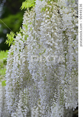 Toba no Fuji Shirobana Fuji 90449136