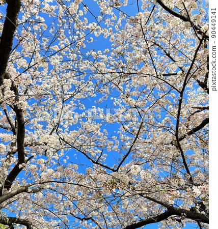 Cherry blossoms against the blue sky 90449141