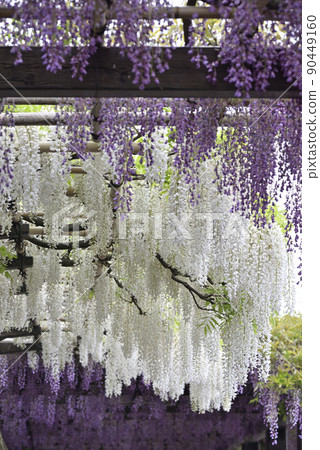 Toba no Fuji Shirobana Fuji Toba no Fuji Shirobana Fuji 90449160