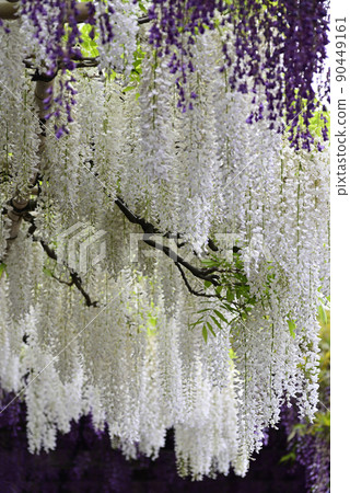 Toba no Fuji Shirobana Fuji Toba no Fuji Shirobana Fuji 90449161