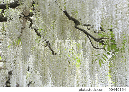 Toba no Fuji Shirobana Fuji 90449164