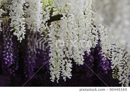 Toba no Fuji Shirobana Fuji 90449169