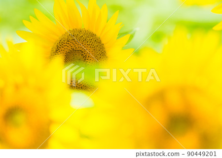 盛開的向日葵,夏天的形象 盛開的向日葵,夏天的形象 90449201