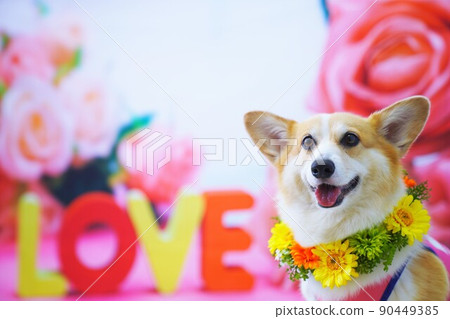 玫瑰花和柯基犬 90449385