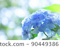 hydrangea flower 90449386