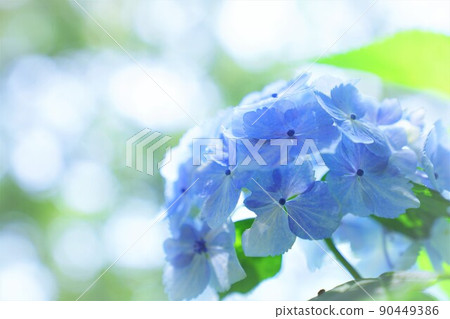 hydrangea flower 90449386