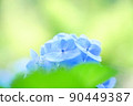 hydrangea flower 90449387