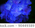 hydrangea flower 90449389