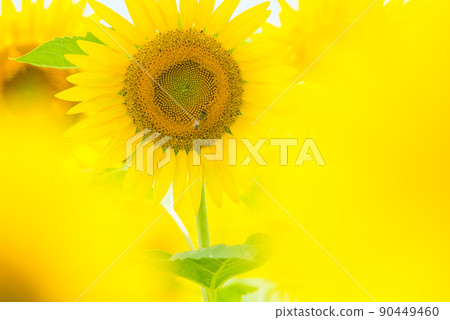 Sunflower in full bloom, summer image Sunflower in full bloom, summer image 90449460