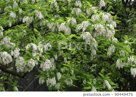 Toba no Fuji Yamafuji (Kapitan) 90449478