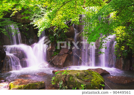 Fall of Maple at Fuchu City Local Forest Museum 90449561