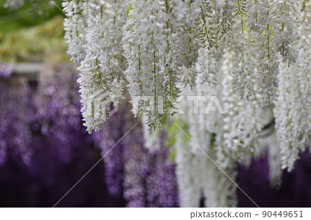 Toba no Fuji Shirobana Fuji and Noda Fuji 90449651