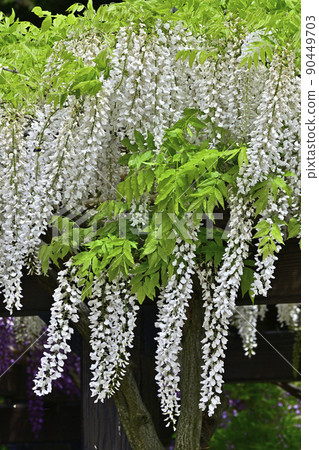 Toba no Fuji Shirobana Fuji Toba no Fuji Shirobana Fuji 90449703