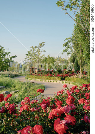 Anyangcheon stream park with rose flower in Seoul, Korea Anyangcheon stream park with rose flower in Seoul, Korea 90449900