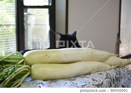 The radish has been placed in my favorite place, is that right? It's surprisingly calm. Cat and radish 90450091