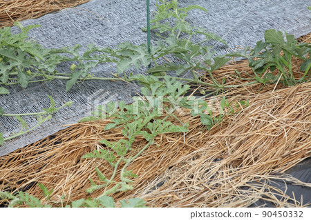 Watermelon field Straw substitute sheet laying 90450332
