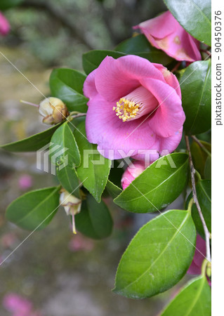 修學院禦宅 日本庭園 山茶花 90450376