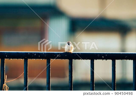 Sparrow Sparrow 90450498