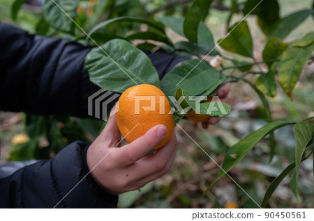 Harvesting ripe mandarin Harvesting ripe mandarin 90450561