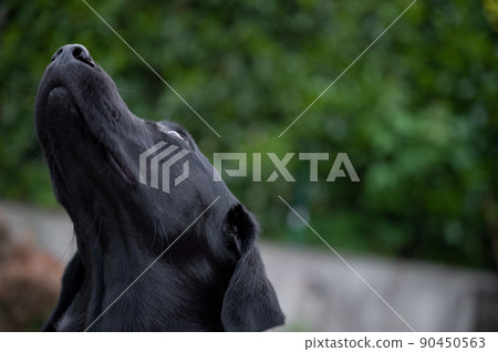 Portrait of a beautiful labrador retriever dog looking up Portrait of a beautiful labrador retriever dog looking up 90450563