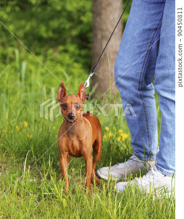 A small pet dog on a walk in the city park with his mistress.  90450811