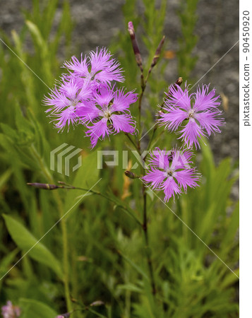 Kawarana de Ceco花 90450920