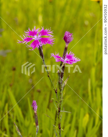 Flowers of Kawarana de Ceco 90450932