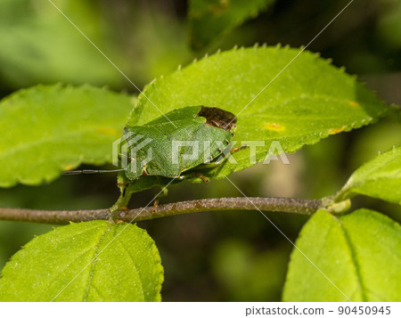 Ezo stink bug on the leaf 90450945