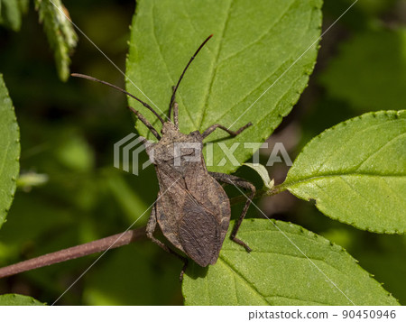 Leaf-footed bug on a leaf 90450946