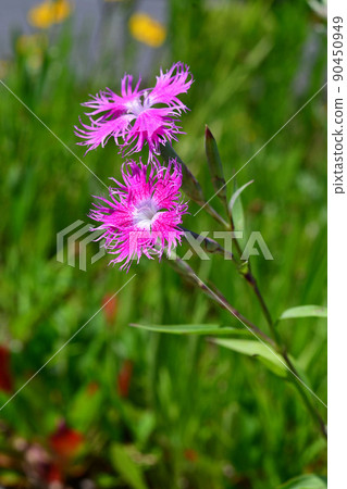 Flowers of Kawarana de Ceco 90450949