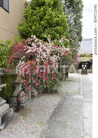 Zuishizan Kanga Genpei Weeping peach (flower peach) Zuishizan Kanga Genpei Weeping peach (flower peach) 90451046