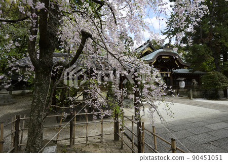 Kamigoryo Shrine (Miyoshi Shrine) 紅垂線櫻花 90451051