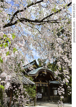 Kamigoryo Shrine (Miyoshi Shrine) 紅垂線櫻花 90451053