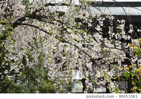 Kamigoryo Shrine (Miyoshi Shrine) 紅垂線櫻花 90451061