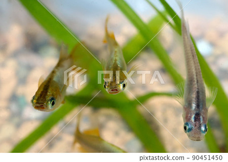 一種迷人的日本觀賞鱂魚，在明亮的水族箱中游泳，金銀閃閃。 90451450