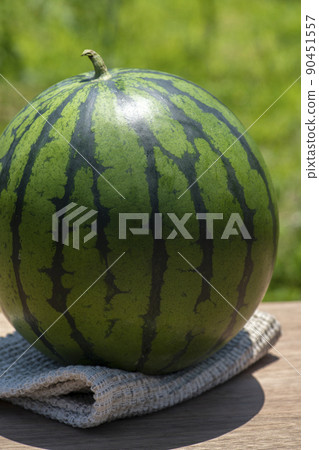 A freshly picked watermelon harvested in an outdoor field in the summer 90451557