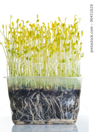 pea shoots grown in darkness for extra crispiness used in salad pea shoots grown in darkness for extra crispiness used in salad 90451629