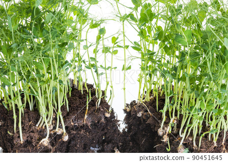 Pea sprouts taken from container with soil and roots, healthy eating home gardening concept Pea sprouts taken from container with soil and roots, healthy eating home gardening concept 90451645