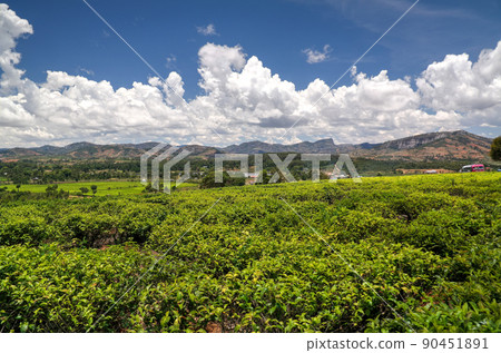 Landscape with tea fields at Sahambavy, Fianarantsoa ,Madagascar 90451891